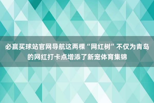 必赢买球站官网导航这两棵“网红树”不仅为青岛的网红打卡点增添了新宠体育集锦